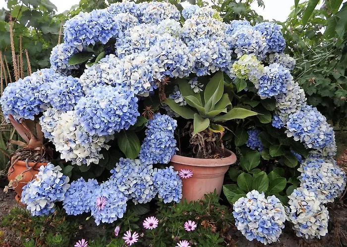 Alpesi faház El Lagar *