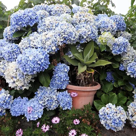 Alpehytte El Lagar *