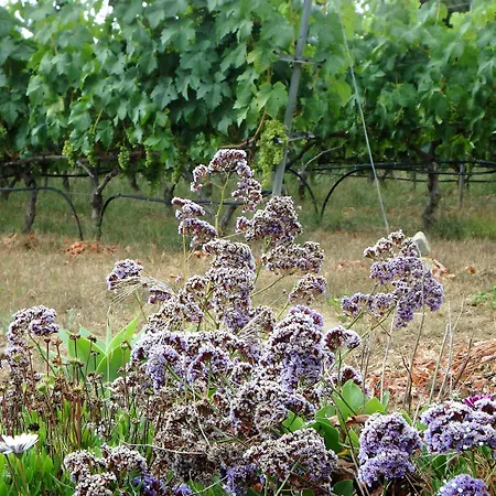 El Lagar * 伊科德·德·洛斯·维诺斯