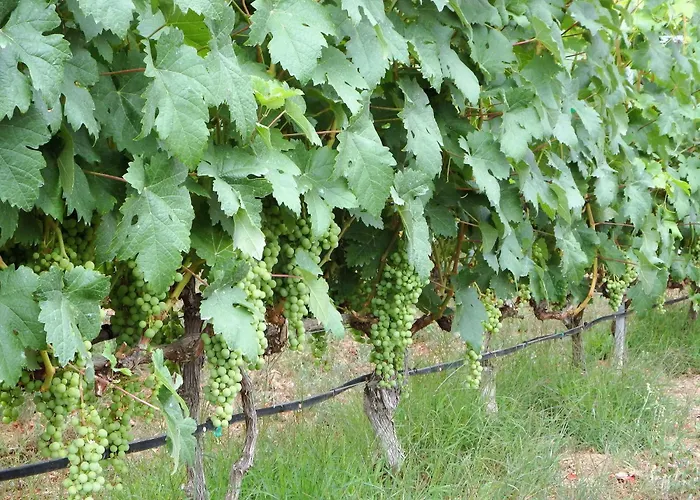 شاليه El Lagar *